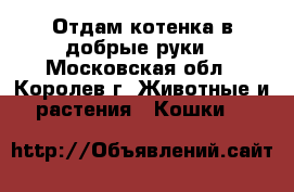 Отдам котенка в добрые руки - Московская обл., Королев г. Животные и растения » Кошки   